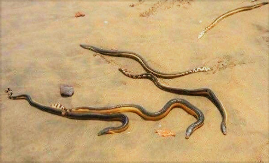 serpientes-marinas-1.jpg