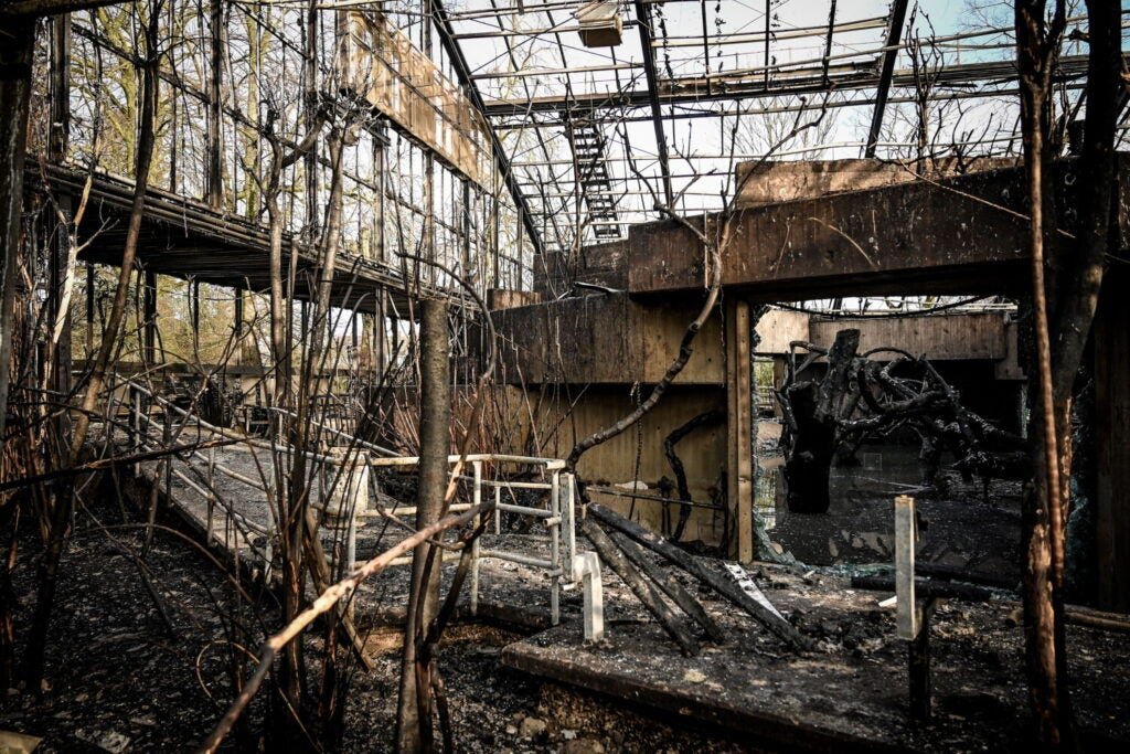 More-than-30-animals-die-during-a-fire-at-the-Krefeld-Zoo-in-the-New-Years-night_45953998-1024x683-1.jpg