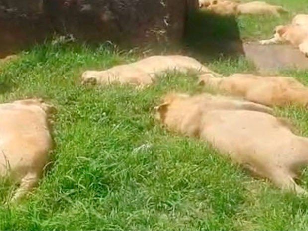Noticia-259953-matan-a-10-leones-para-comercializar-sus-patas-y-hocicos-para-brujeria.jpg
