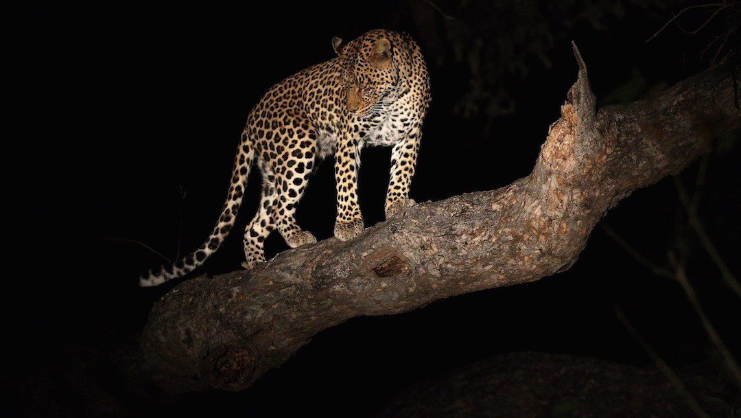 leopardo-noche-1.jpg