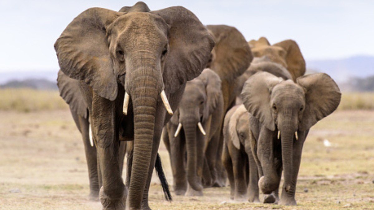 manada-de-elefantes.jpg