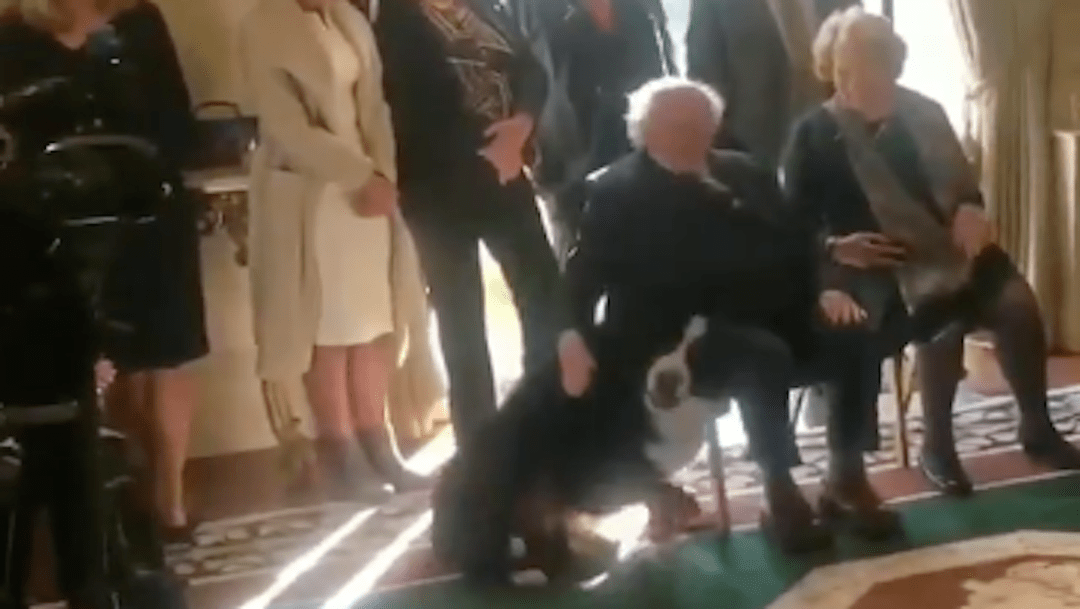presidente-irlanda-perro-conferencia-1.png