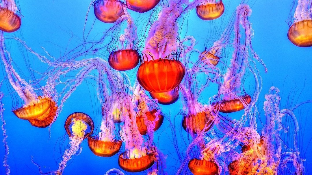 medusas-rosadas-filipinas.jpg