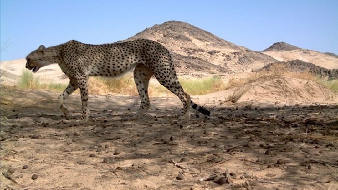 guepardo-del-sahara.jpg