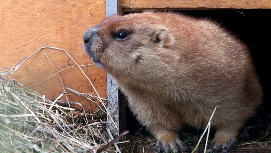 marmota-en-zoologico-de-san-petersburgo-rusia-alertan-sobre-peste-bubonica.jpg