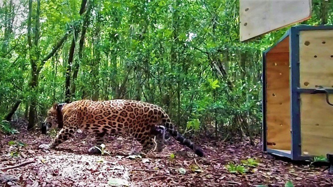 jaguar-es-liberado-en-la-reserva-sian-kaan-en-quintana-roo-foto-gob-quintna-roo.jpg