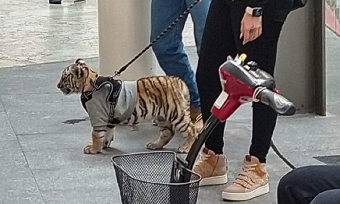 mujer-pasea-a-cachorro-de-tigre-en-centro-comercial.jpg