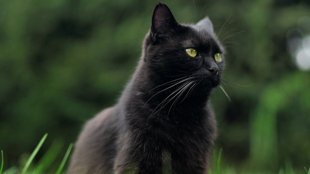 gatos-negros-halloween-arranca-campana-para-evitar-sacrificio.jpg