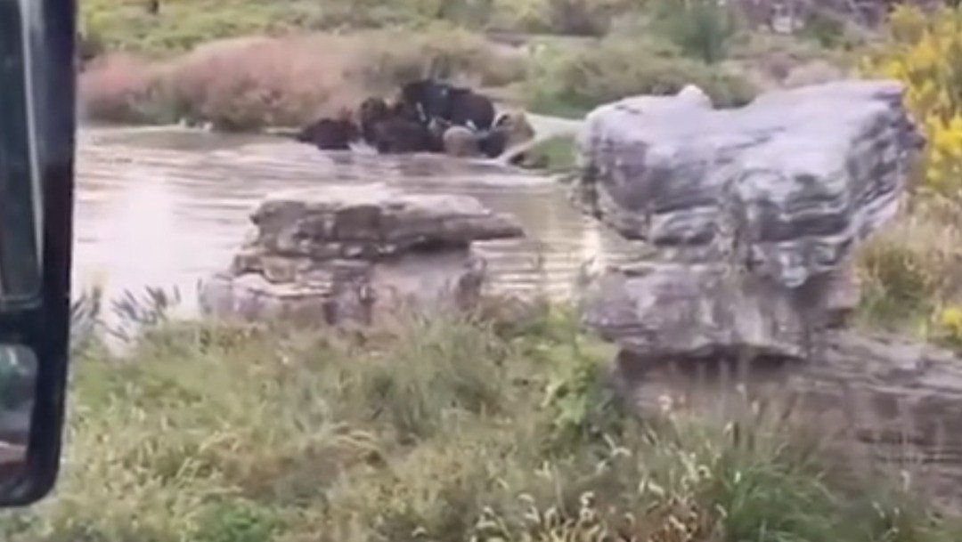 video-osos-mataron-a-cuidador-delante-de-turistas-en-un-parque-ecologico.jpg