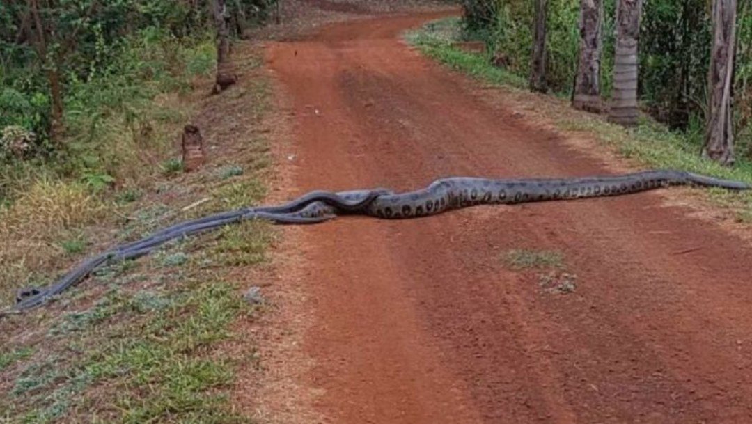 anaconda-seguida-por-seis-serpientes-en-brasil-captura-de-pantalla-youtube.jpg
