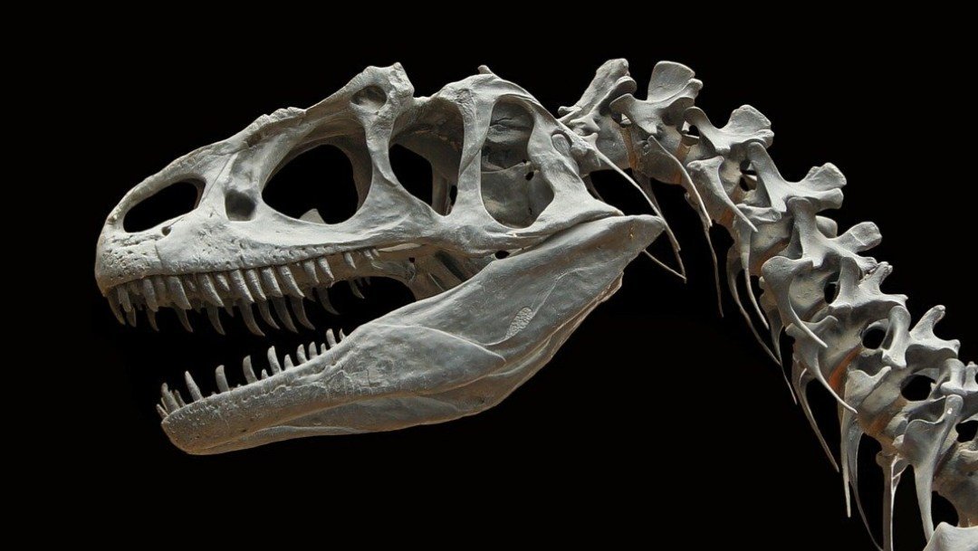 esta-investigacion-permitiria-nuevas-perspectivas-sobre-la-evolucion-de-los-dinosaurios-pixabay.jpg