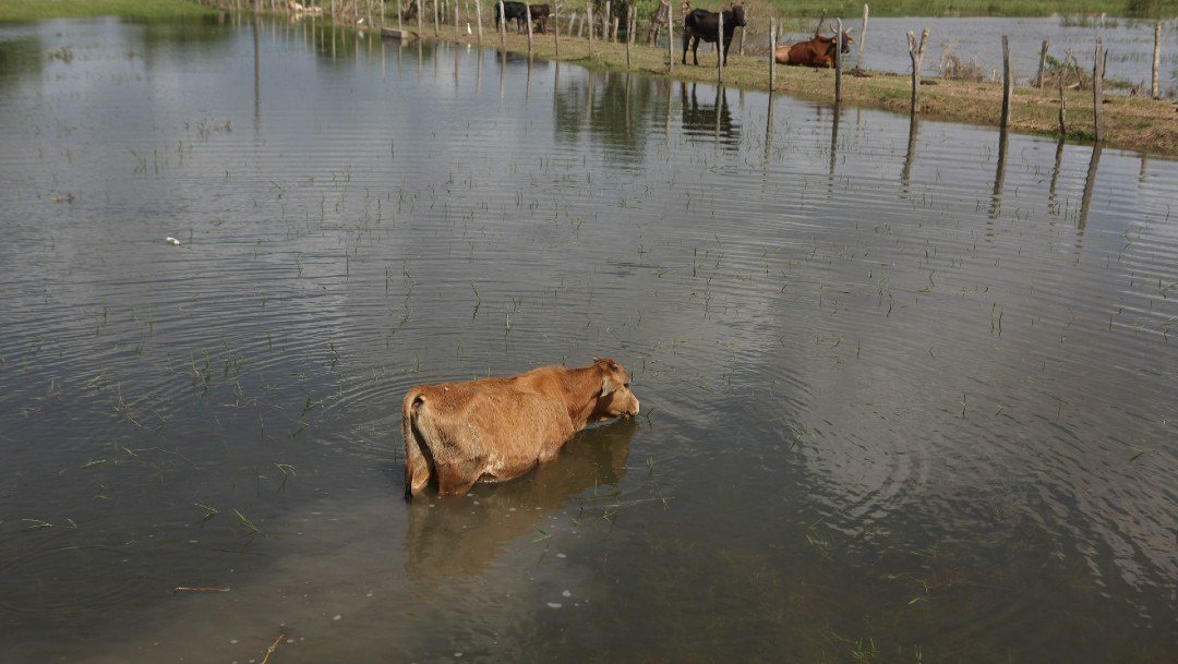 ganaderos-de-tabasco-pierden-cientos-de-animales-tras-inundaciones-foto-cuartoscuro.jpg