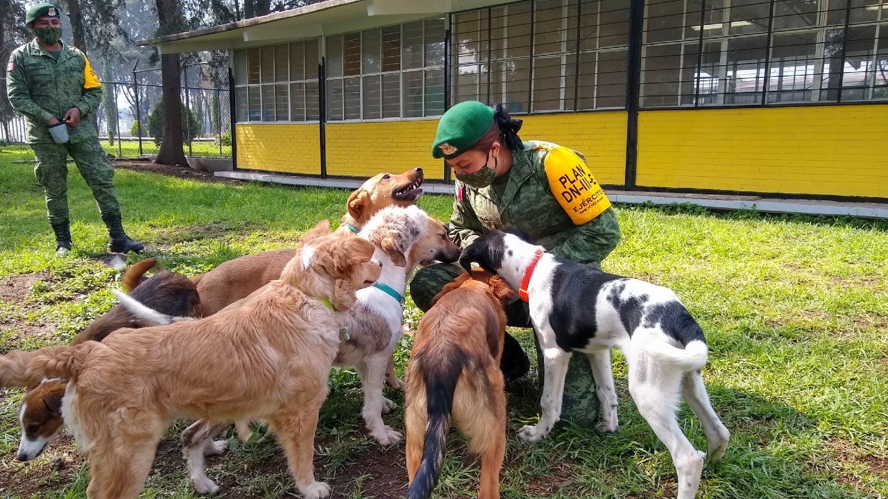 militares-del-aeropuerto-de-santa-lucia-crean-refugio-para-perritos-abandonados-y-darlos-en-adopcion-foto-gobierno-mexico.jpg