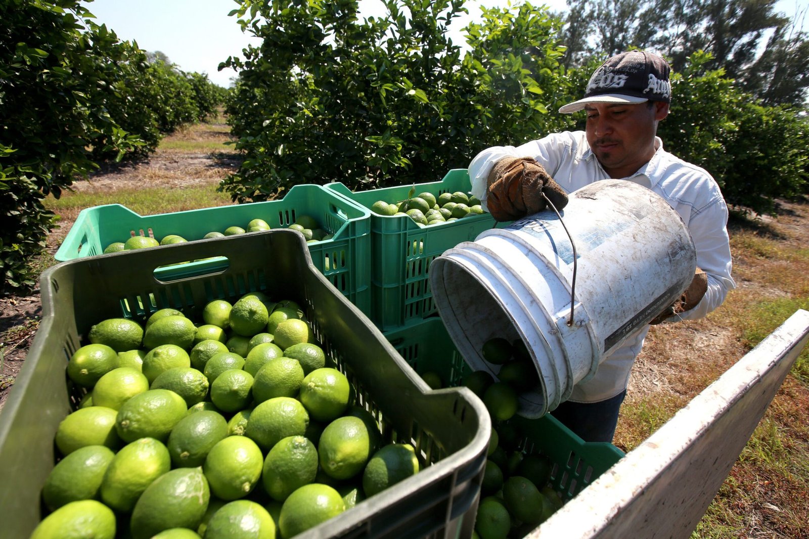 por-baja-en-precio-y-extorsion-productores-de-limon-hacen-paro-en-michoacan-scaled-1.jpg