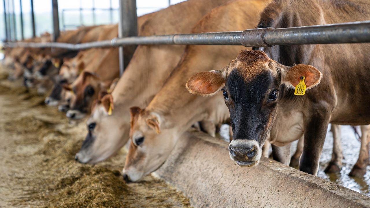 eua-reporta-segundo-caso-de-gripe-aviar-en-humanos-relacionado-con-epidemia-en-vacas.jpg