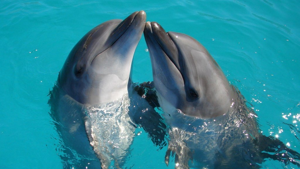 delfines-crean-grandes-alianzas-como-los-humanos-2.jpg