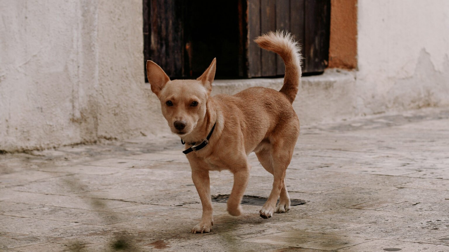 perro-mascota-1536x864-1.jpg