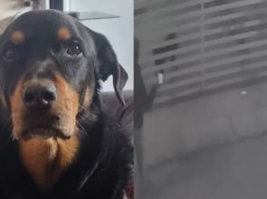 Video | Hombre rocía ácido a perrito en Nogales, Sonora
