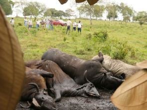 Mueren más de 600 vacas en Tabasco por consumo de pollinaza contaminada con bacteria